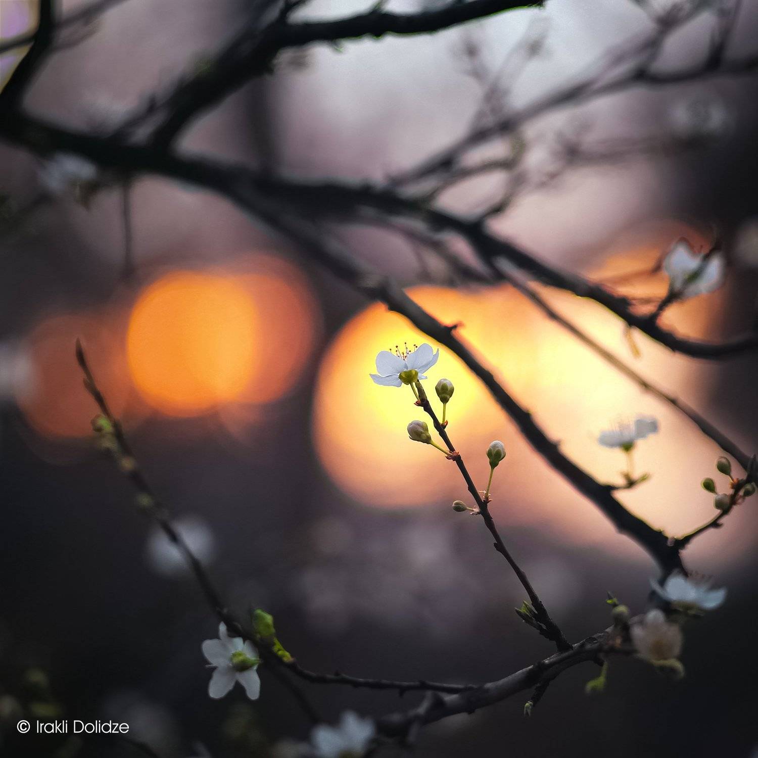 spring, закат, sunset, nature, outdoor, photography,, ირაკლი დოლიძე