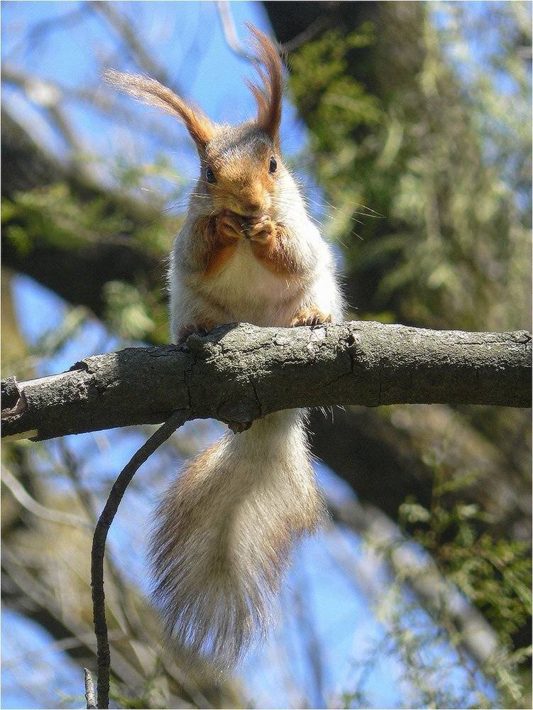 белка, КарОл