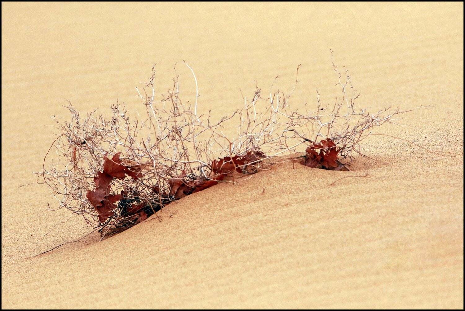 сары кум,песок,гора.природа,пустыня,дагестан., Marat Magov