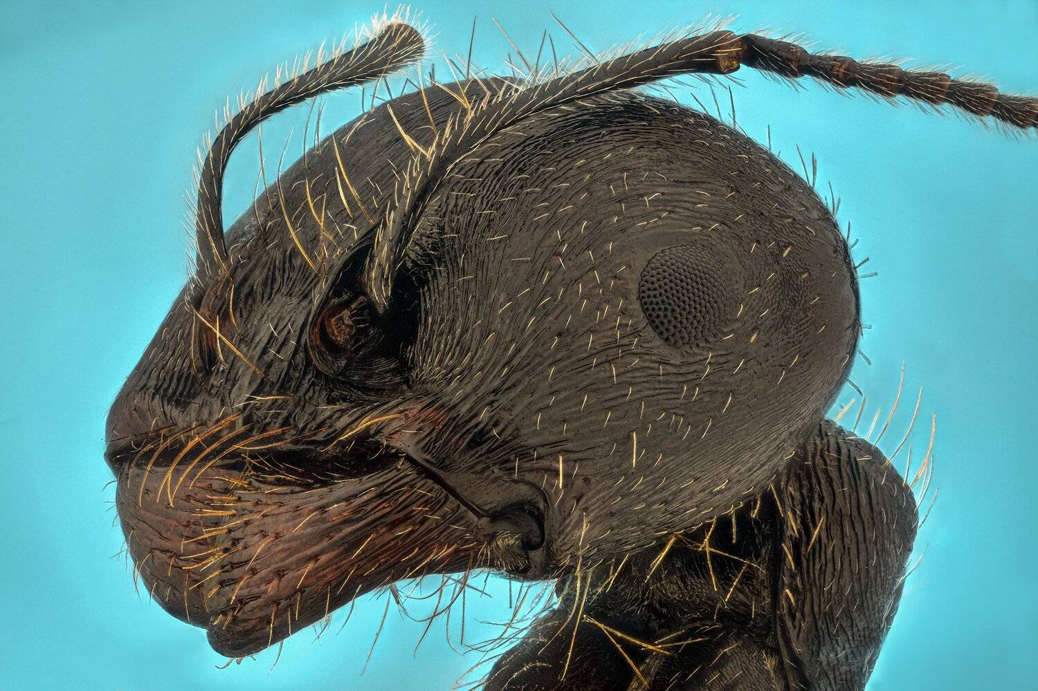 ceclii, macro, nikon d3400, semiplan, Tsvetan Ganev