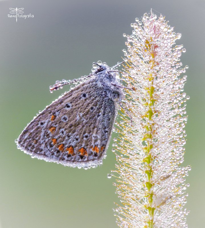 Polyommatus icarus- Modraszek ikar. фото превью