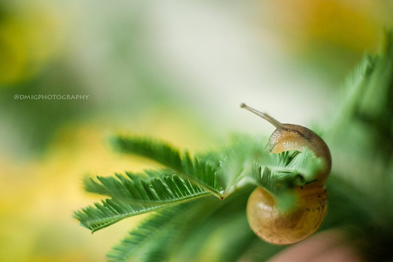 macro, helios44_2, улитка, природа, весна, зелень, magicmacro Гимнастка фото превью