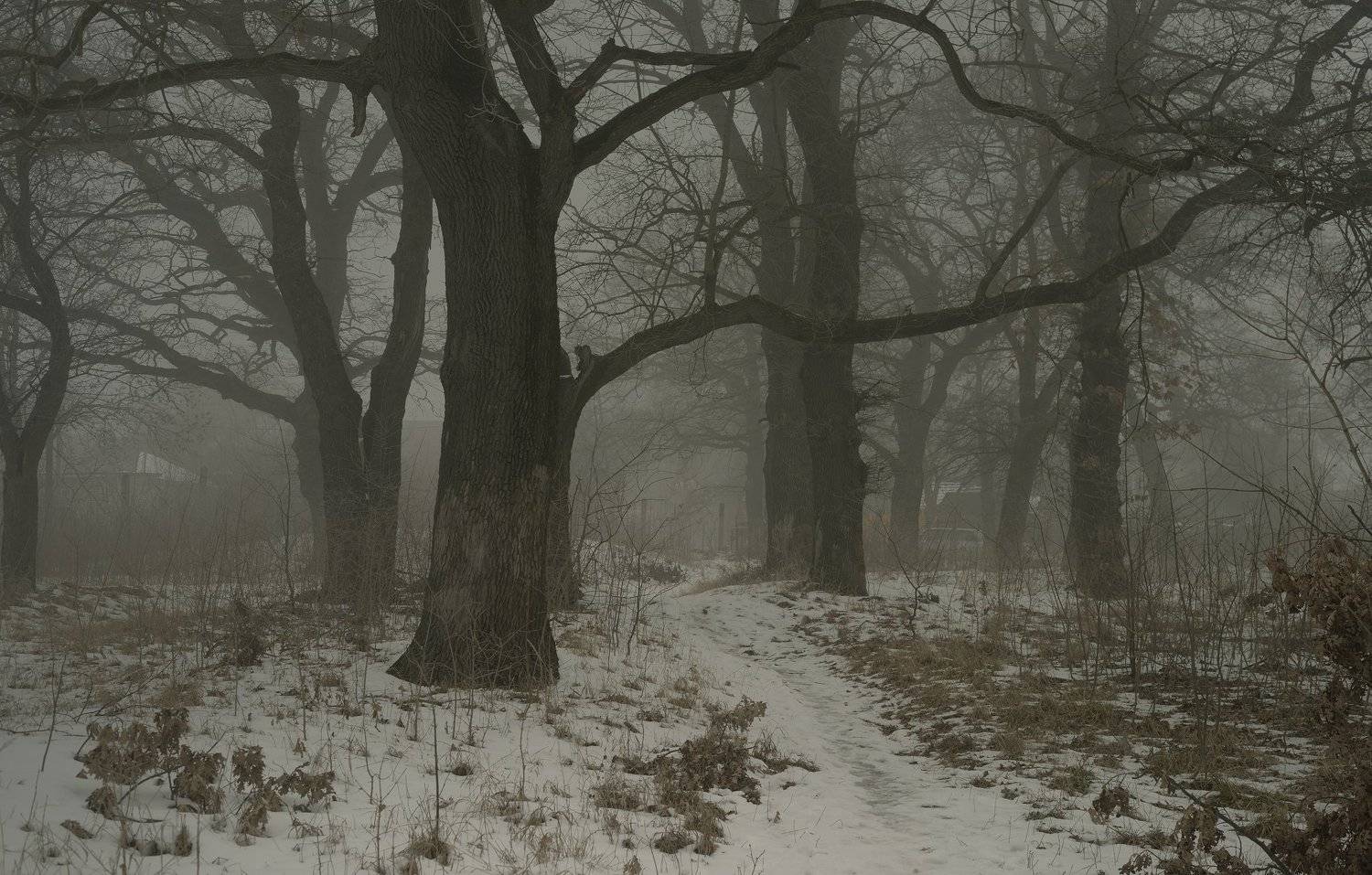 зима утро туман роща, Александр Жарников