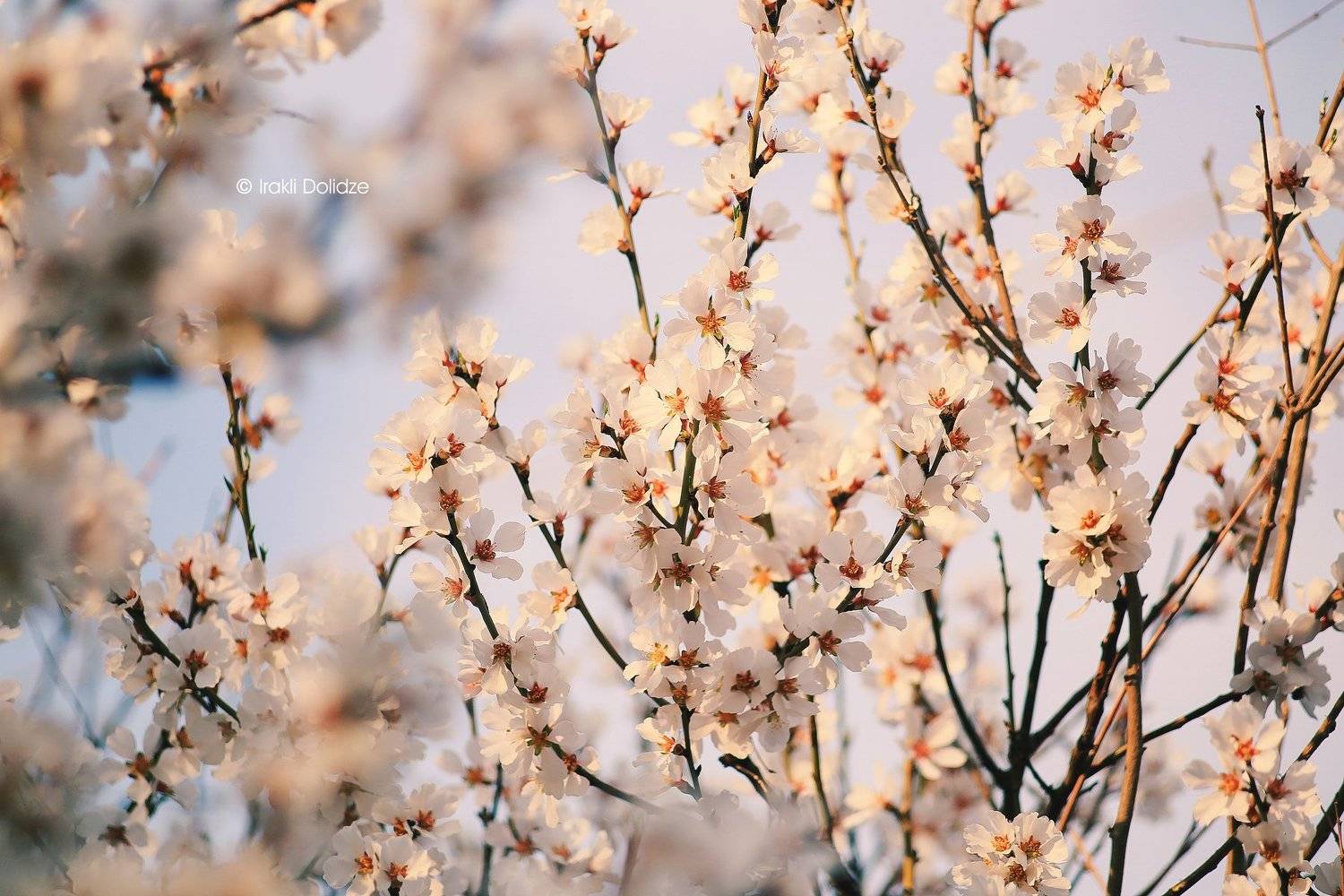 spring, macro, nature, flower, sky, sunset,, ირაკლი დოლიძე
