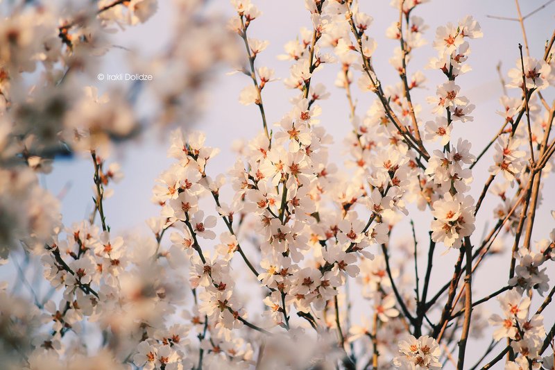spring, macro, nature, flower, sky, sunset, Spring at sunset фото превью