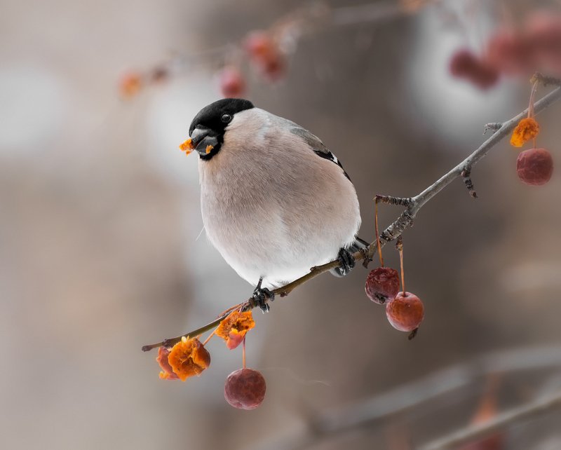 birds, птица, снегирь, самка, Снегирь (самка). фото превью