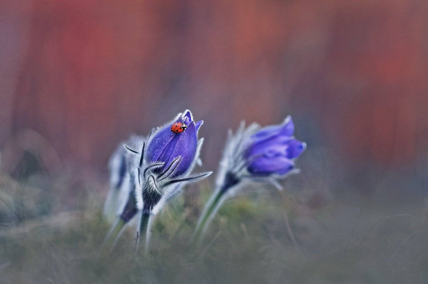 сон-трава, закат, весна, природа, Александр Гвоздь