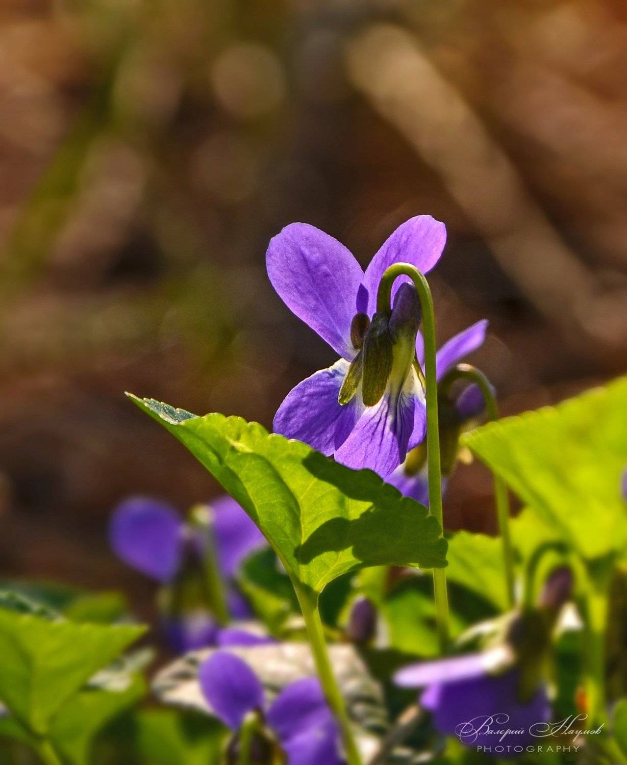 весна, март, сосновый лес, фиалки, Валерий Наумов
