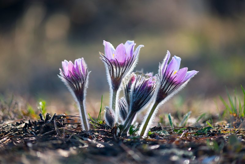 лес, весна, цветы, сон-трава Нежность фото превью