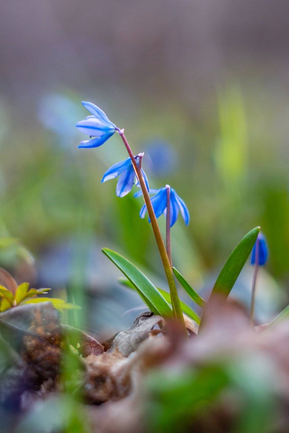 пролески, подснежники, первоцветы, лес, воронежский заповедник, весна, Руслан Востриков