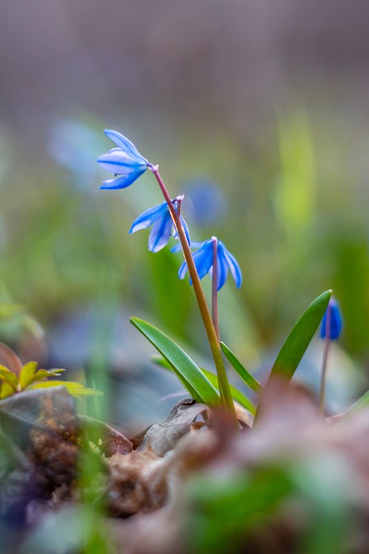 пролески, подснежники, первоцветы, лес, воронежский заповедник, весна  фото превью