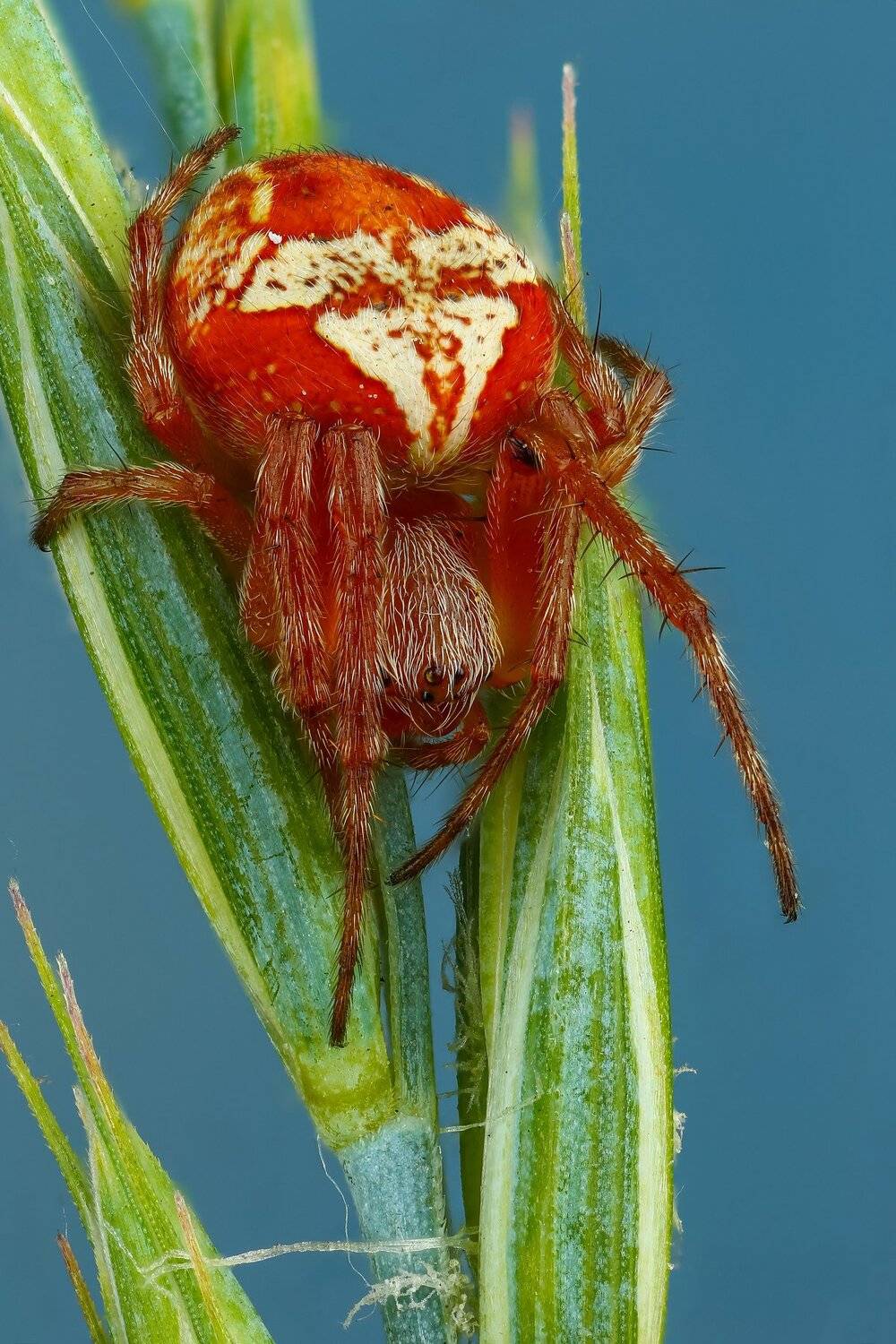 паук,макро,природа,голубой,цвет,зеленый,растение, Андрей Шаповалов