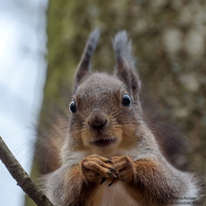 животные, животный мир, белка, парк А чё это вы тут делаете, а? фото превью