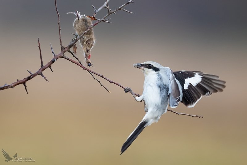 Srokosz, Great Grey Shrike (Lanius excubitor) ... фото превью