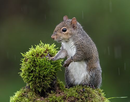 Gray squirrel - Каролинская белка