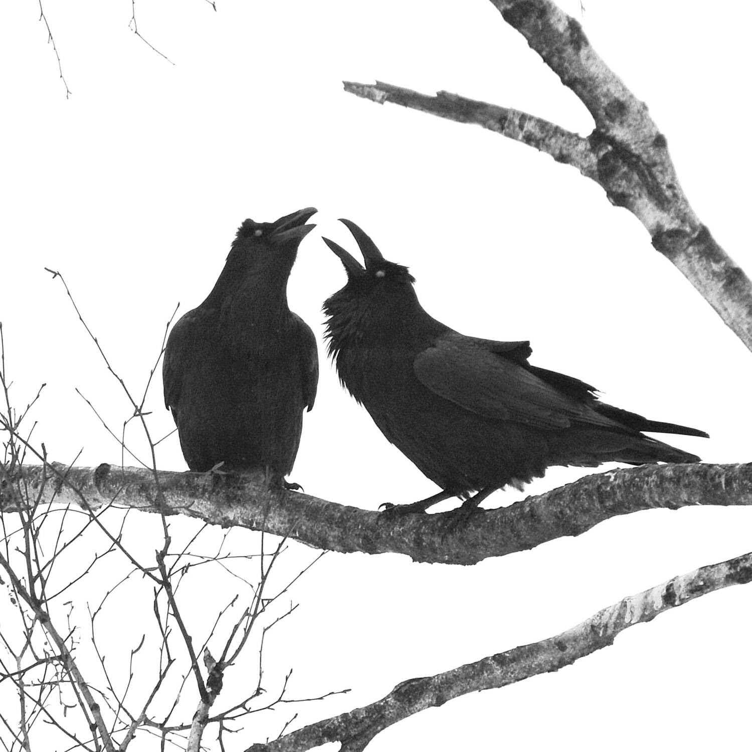 , Михаил Белоусов