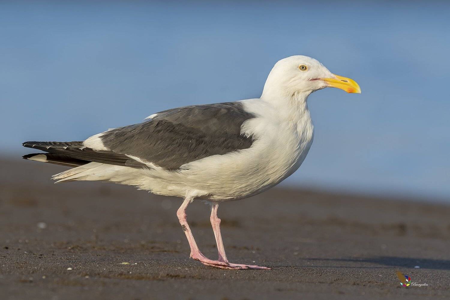 , Fernando Burgalin Sequeira
