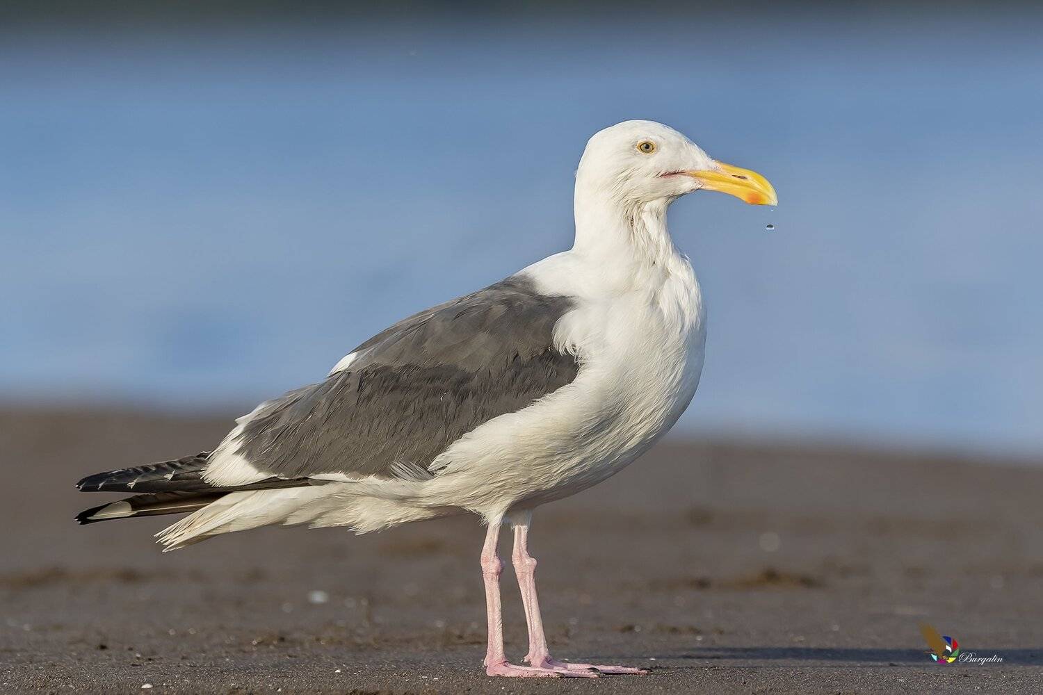 , Fernando Burgalin Sequeira