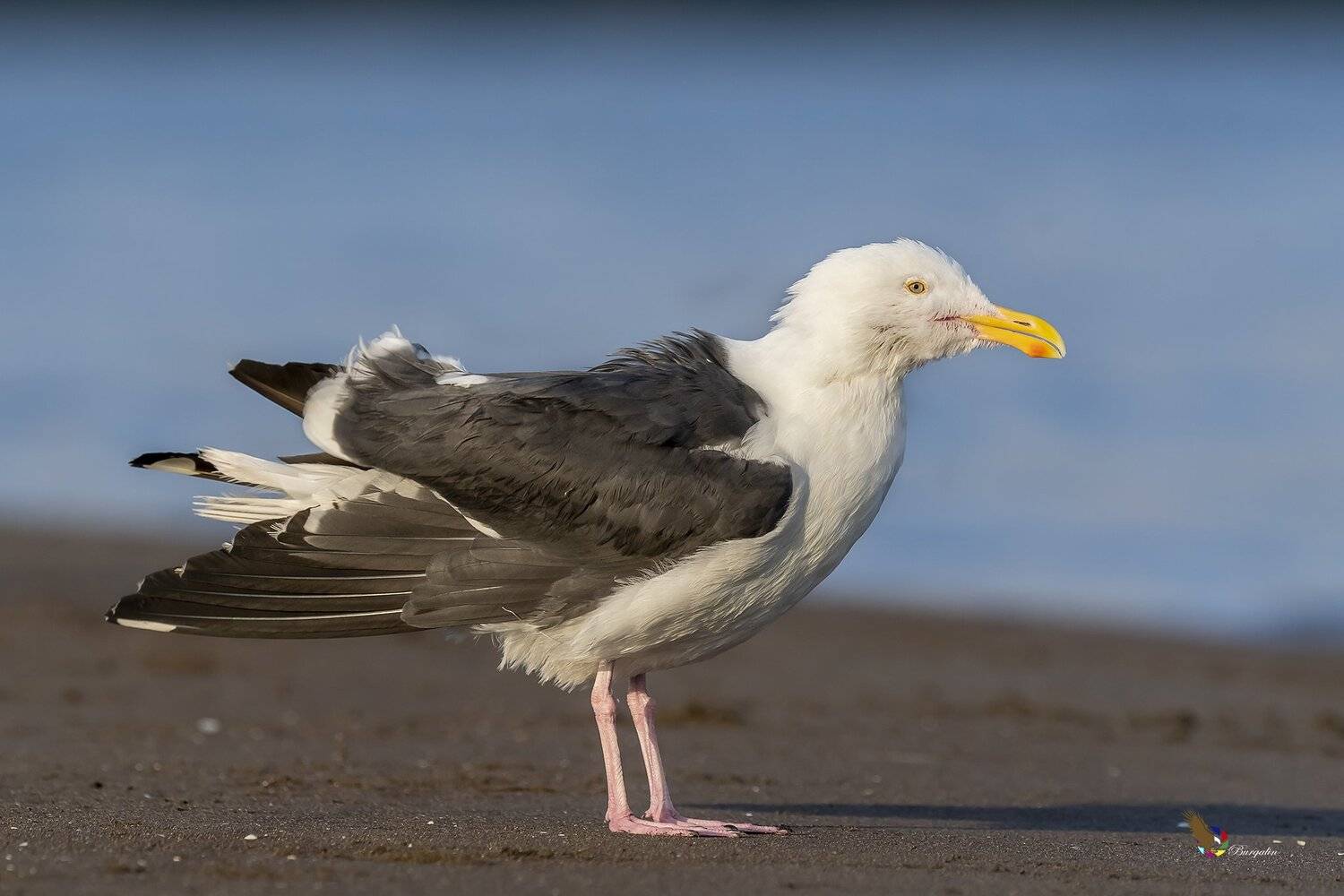 , Fernando Burgalin Sequeira