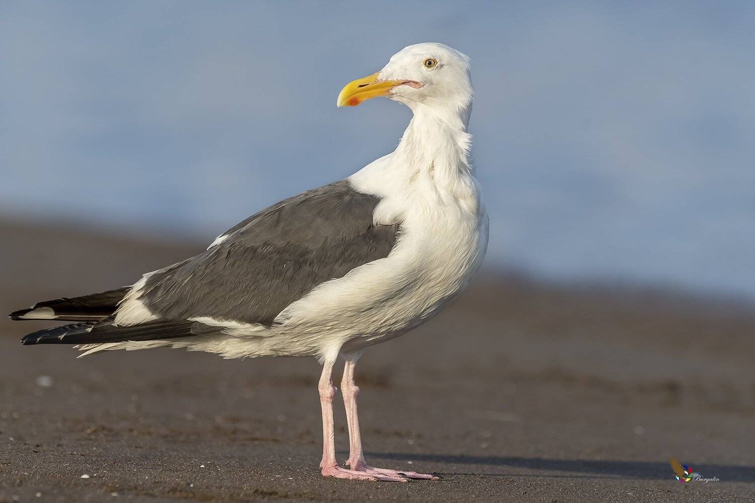 , Fernando Burgalin Sequeira