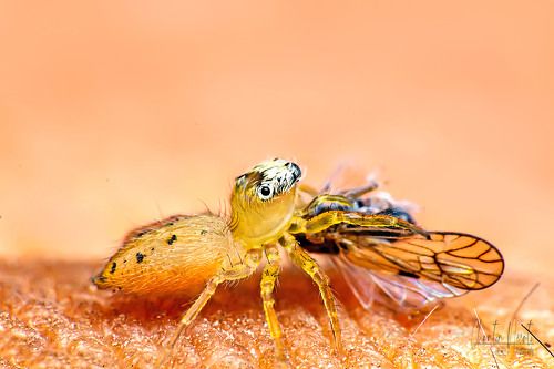 Jumping spiders are eating!