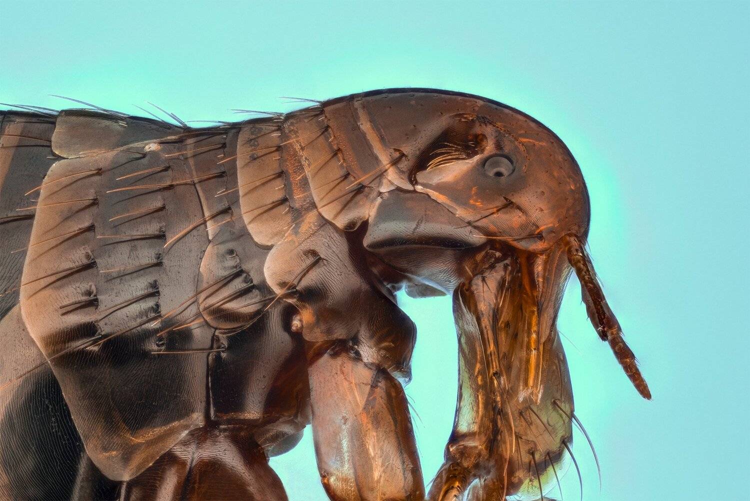 ceclii, macro, nikon d3400, Tsvetan Ganev