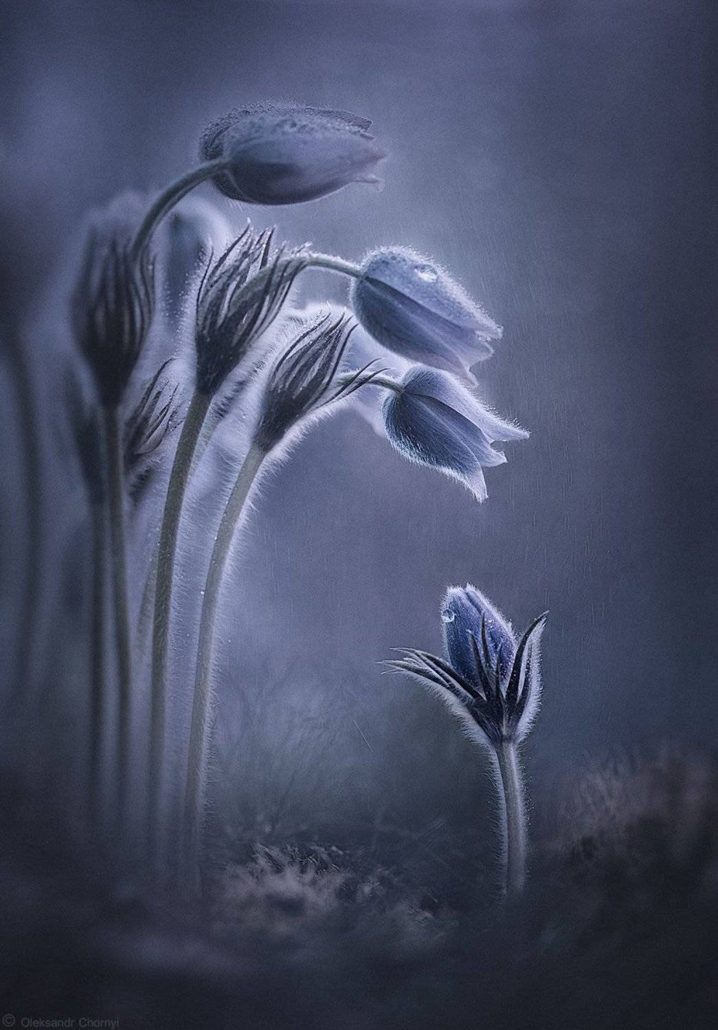 украина, коростышев, природа, лес, полесье, весна, сон трава, цветы, макро, макро мир, макро красота, волшебство, сказка, разговор, прощание, мечты, гармония, таинственные миры, чуткость, понимание, тишина, встреча, путь, дождик,таинственность, надежда,, Александр Чорный