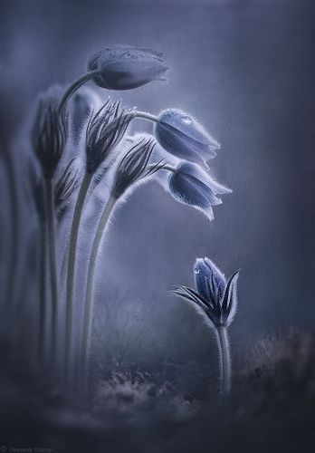 Ты куда?...-туда где весна!