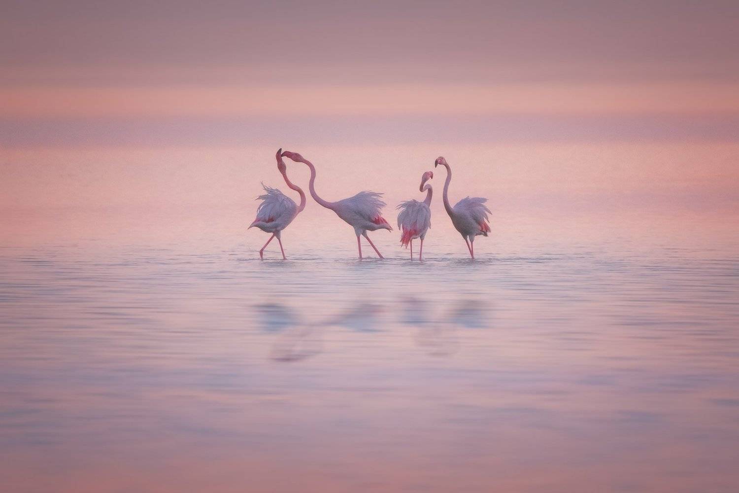 , Красимир Матаров