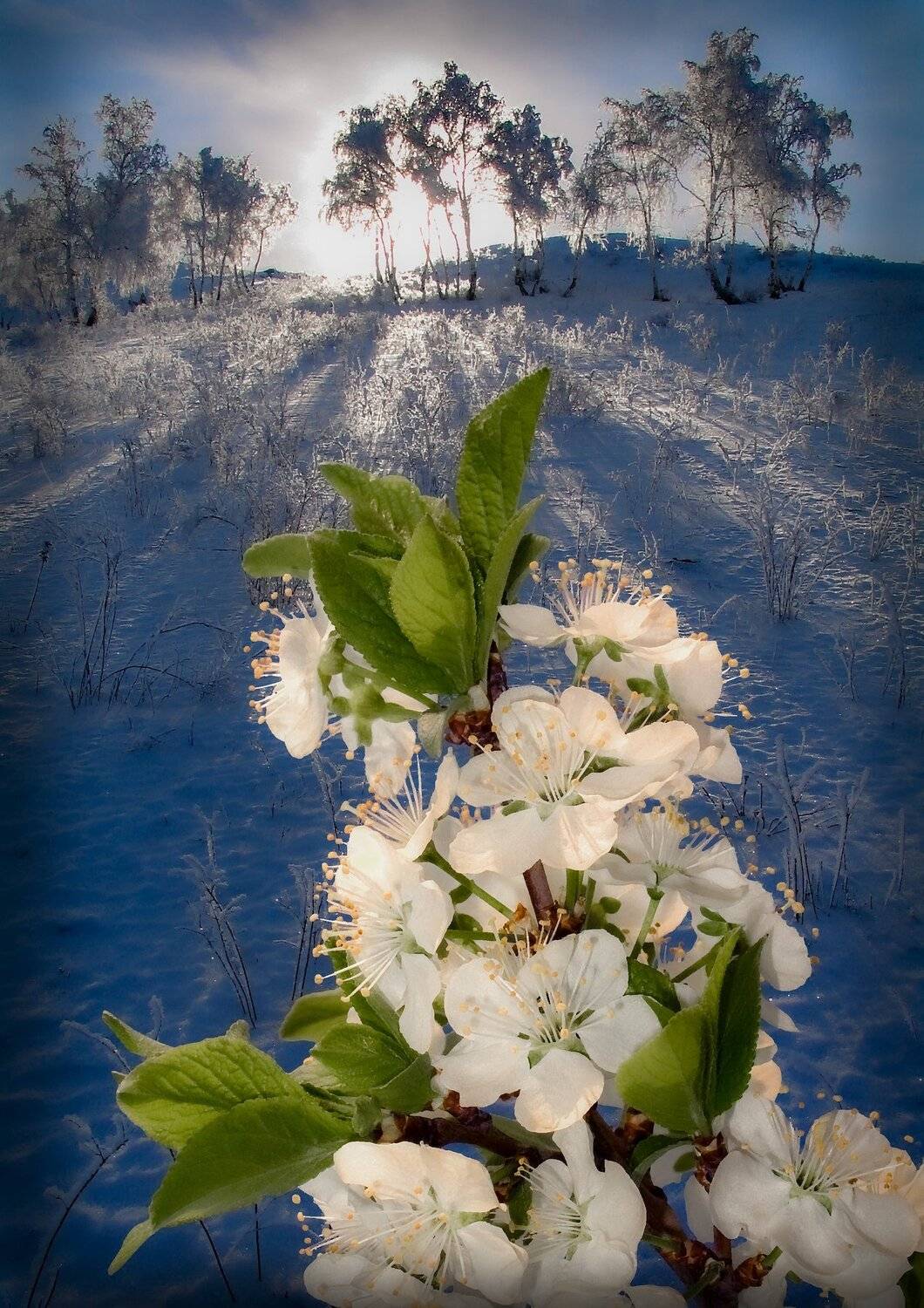 яблоня на снегу, петр чиков