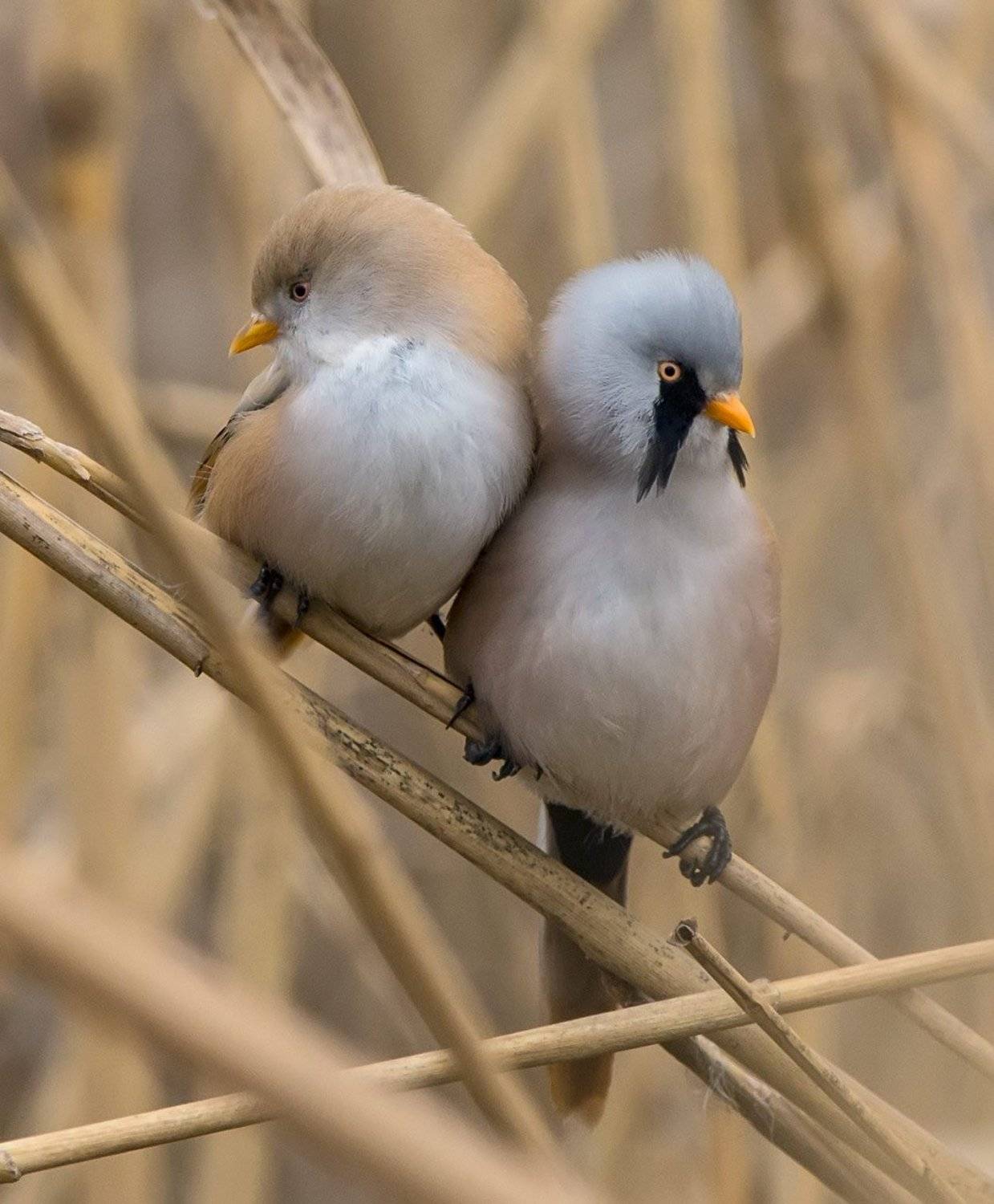 , Хасан Журтов