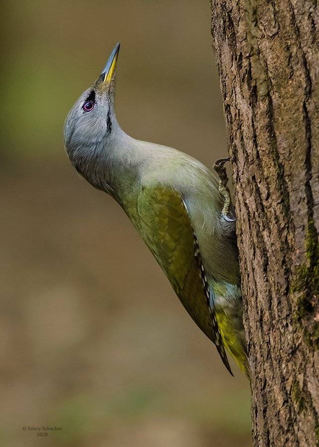 , Валерий Субачев