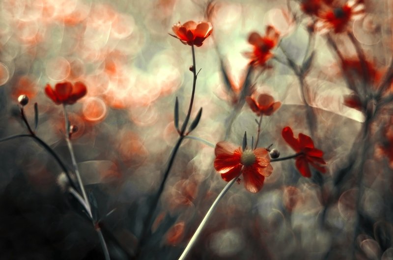 боке, солнце, закат, цветы, волшебство Цветочное боке фото превью