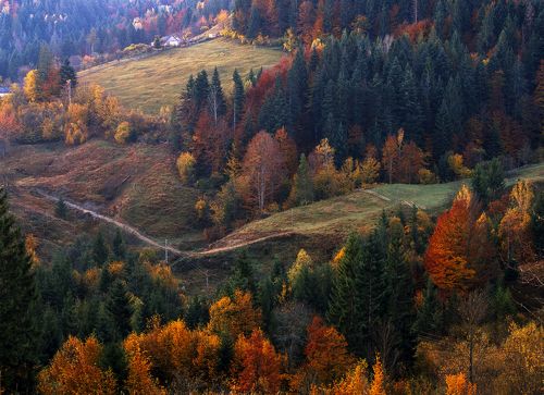 Autumn foliage trees in the mountains. Meadow with haystack and forest in the Carpathian mountains Fuji Velvia film