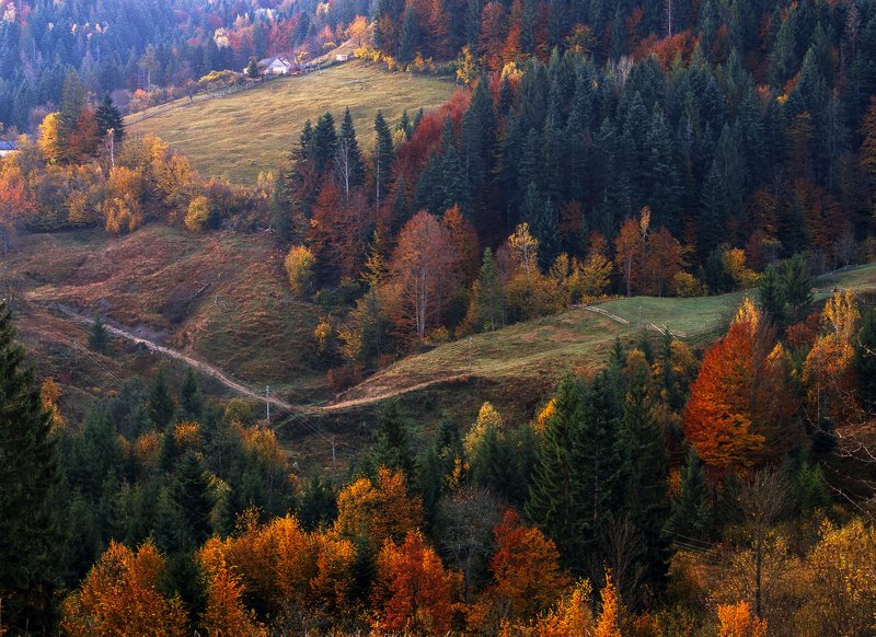 autumn, carpathian, colorful, countryside, fall, field, foliage, forest, hill, house, land, landscape, meadow, morning, mountain, mountains, nature, outdoor, pasture, picturesque, red, rural, scenery, season, tranquil, travel, tree, view, wood, yellow Autumn foliage trees in the mountains. Meadow with haystack and forest in the Carpathian mountains Fuji Velvia film фото превью