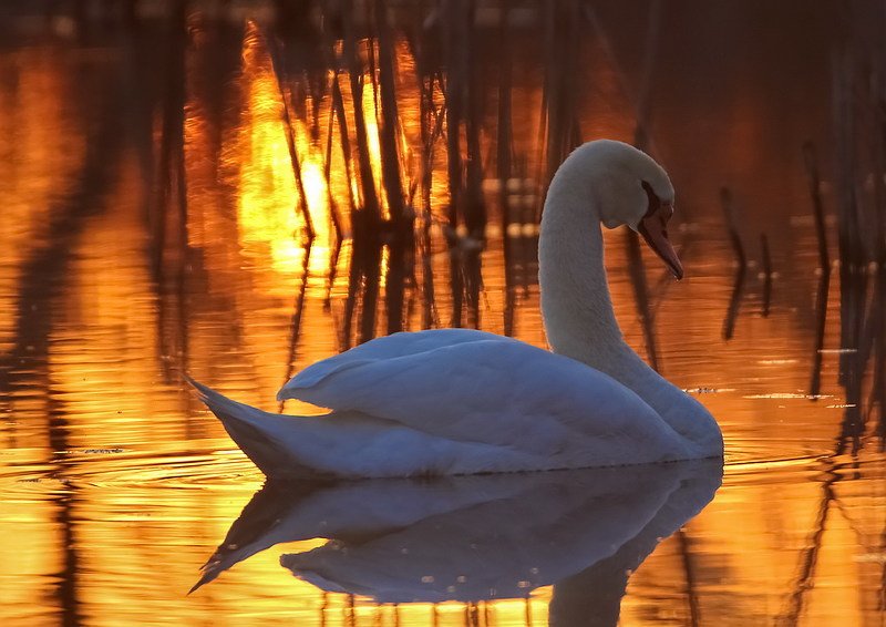 Все имеет свой закат… фото превью