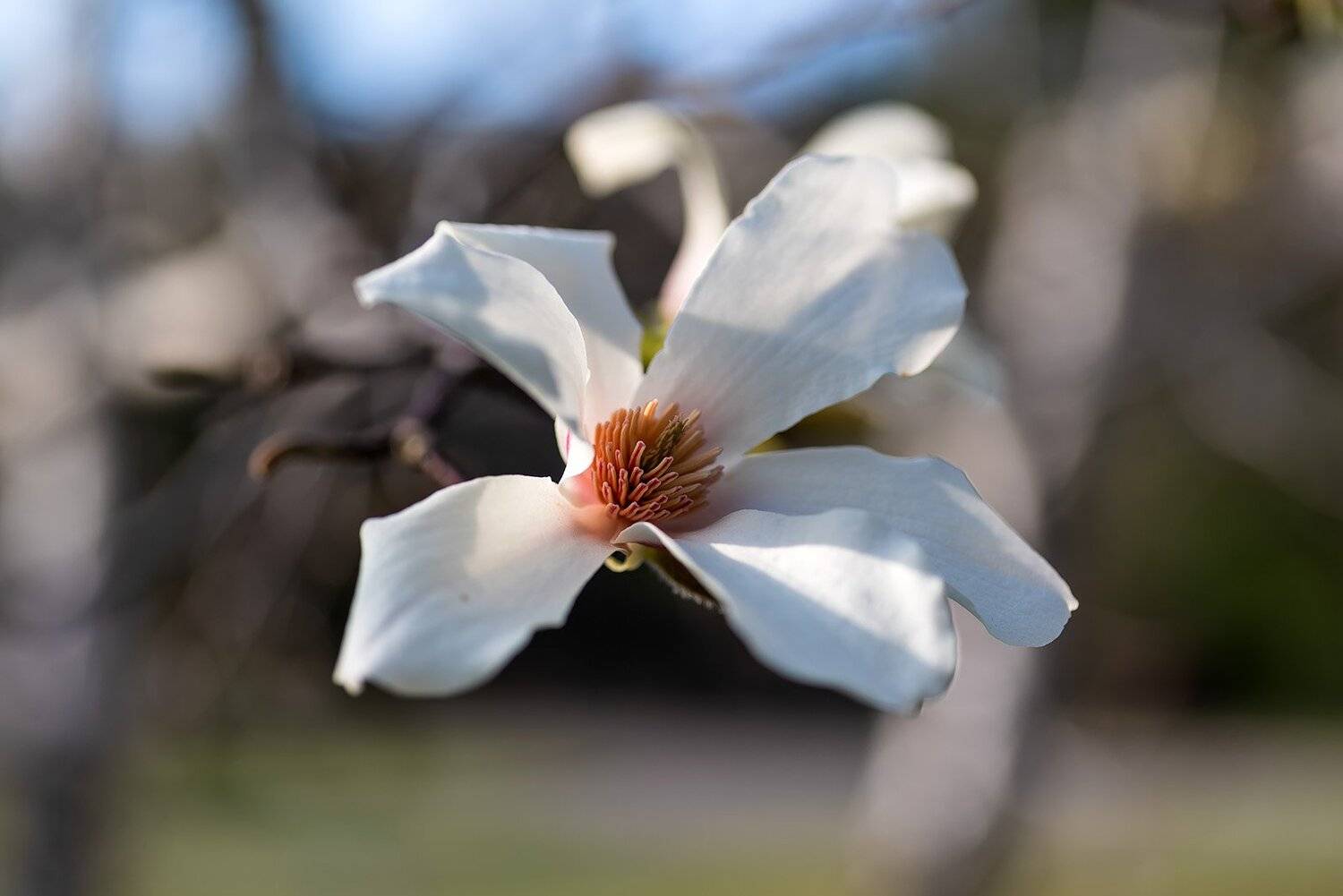 , Александр Земляной