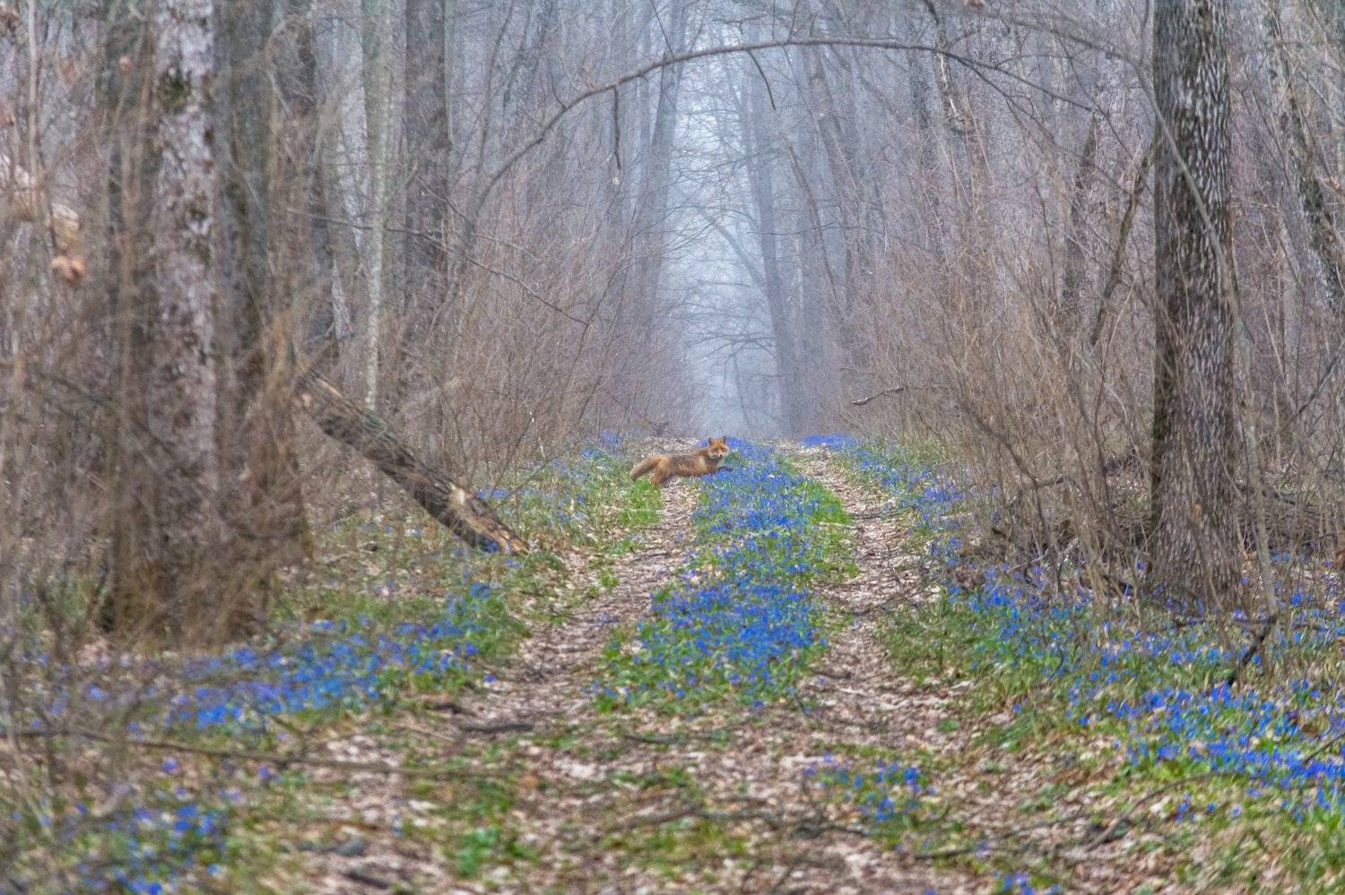 весенний лес,пролески,подснежники,весна,лиса, Александр Литвишко