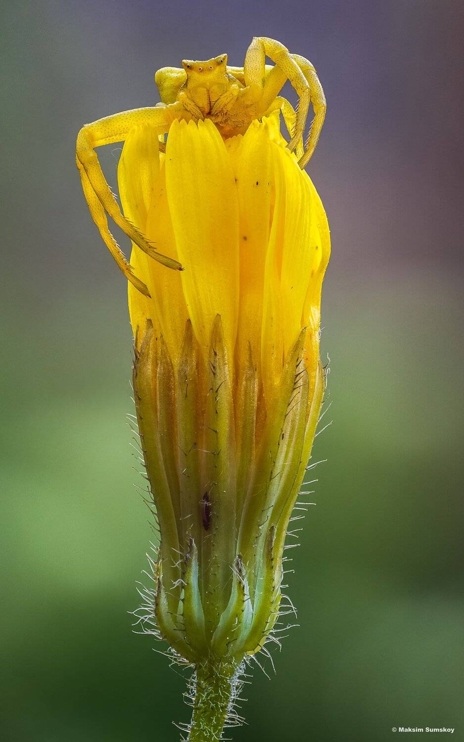 макро,стекинг,паук,вега-11у,жёлтый, Максим Сумской