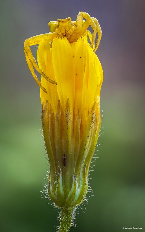 Yellow фото превью