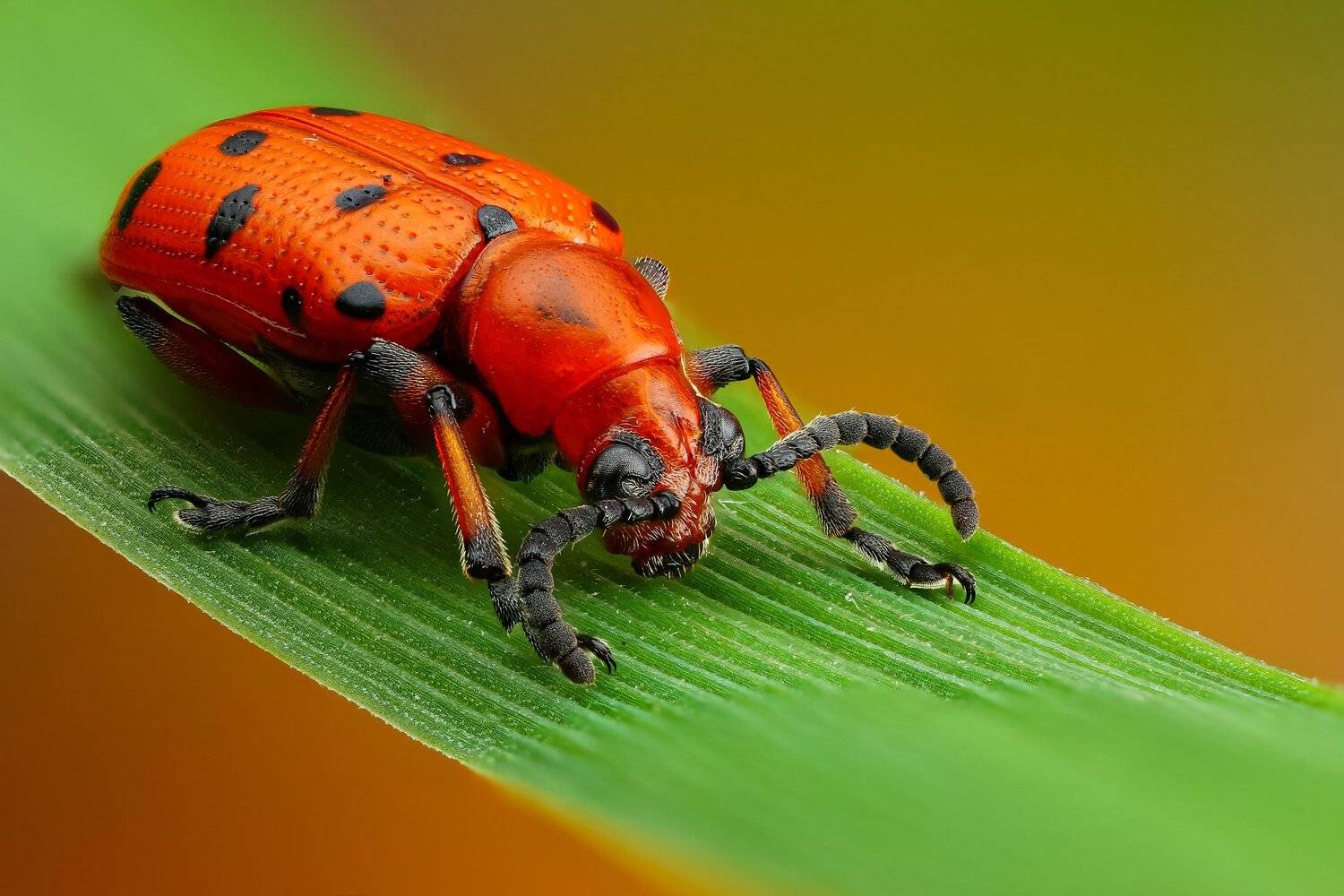 жук,макро,природа,усы,цвет,зеленый,растение, Андрей Шаповалов
