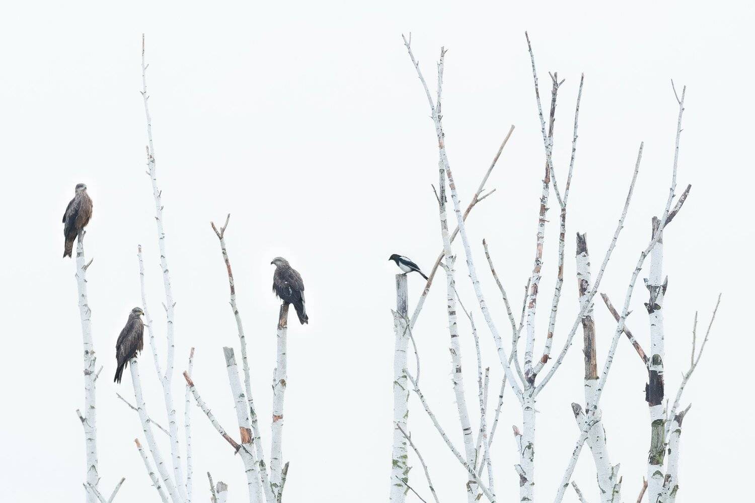 коршуны, сорока, берёза, сухие деревья, минимализм, пересвет, светлый ключ, белый цвет, сухая берёза, Ксения Соварцева