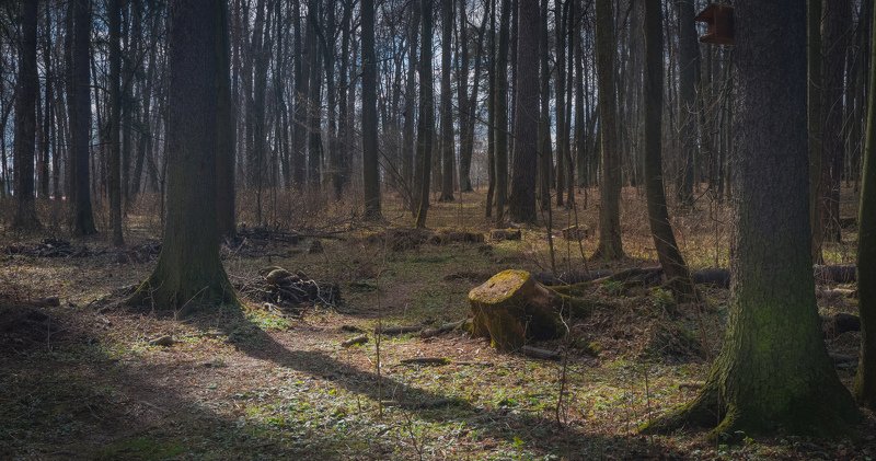 Тревожный март ранней весны фото превью