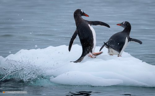 Пендель как способ Социального Дистанцирования