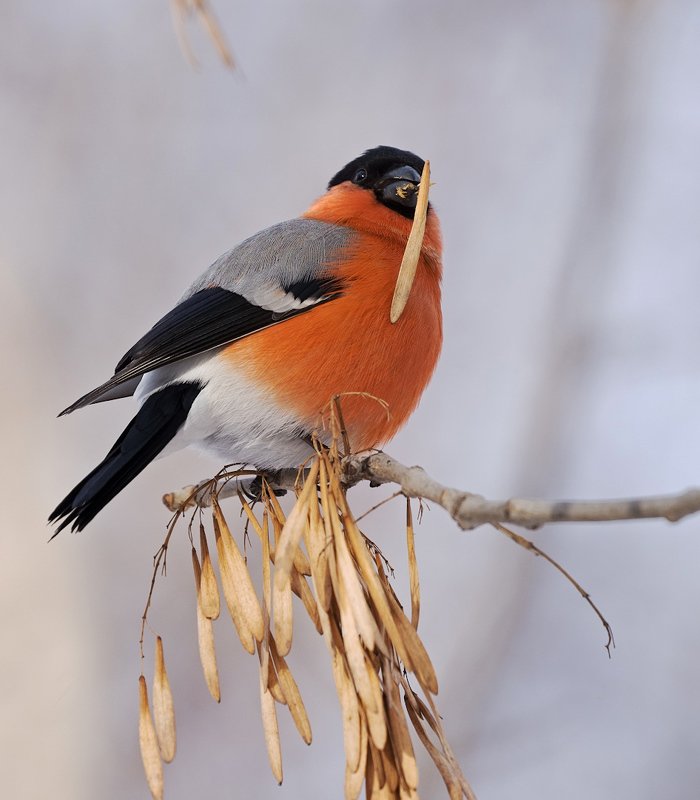 природа, птицы, снегирь, кормёжка Оптимист фото превью