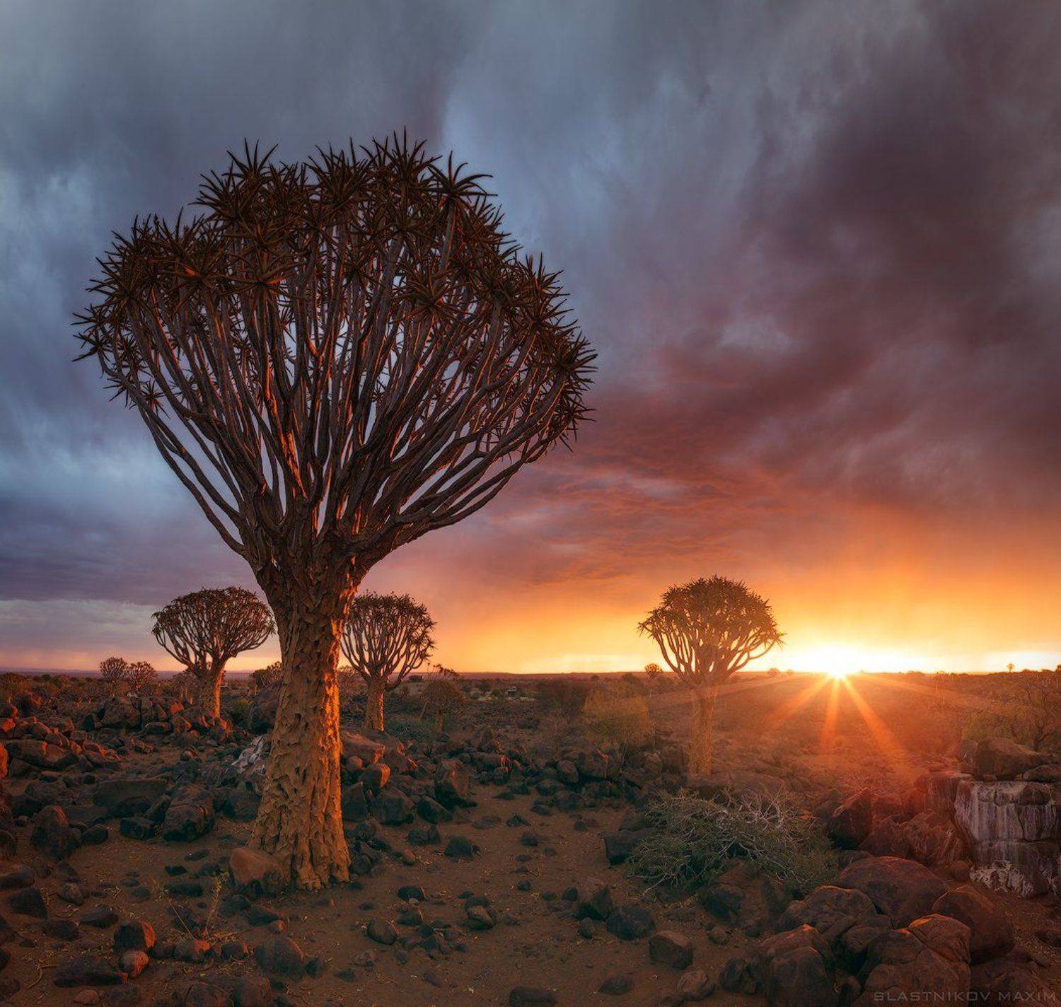 намибия, свнт, закат, солнце, луч, алоэ, дерево, колчанное, тучи, гроза, дождь, ливень, путешествия, Африка, Намибия, пустыня, Namibia, travel, africa, sky, sunset, sun, light, clouds, desert, explore, south, Максим Сластников