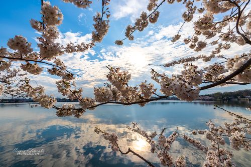 Цветение сакуры