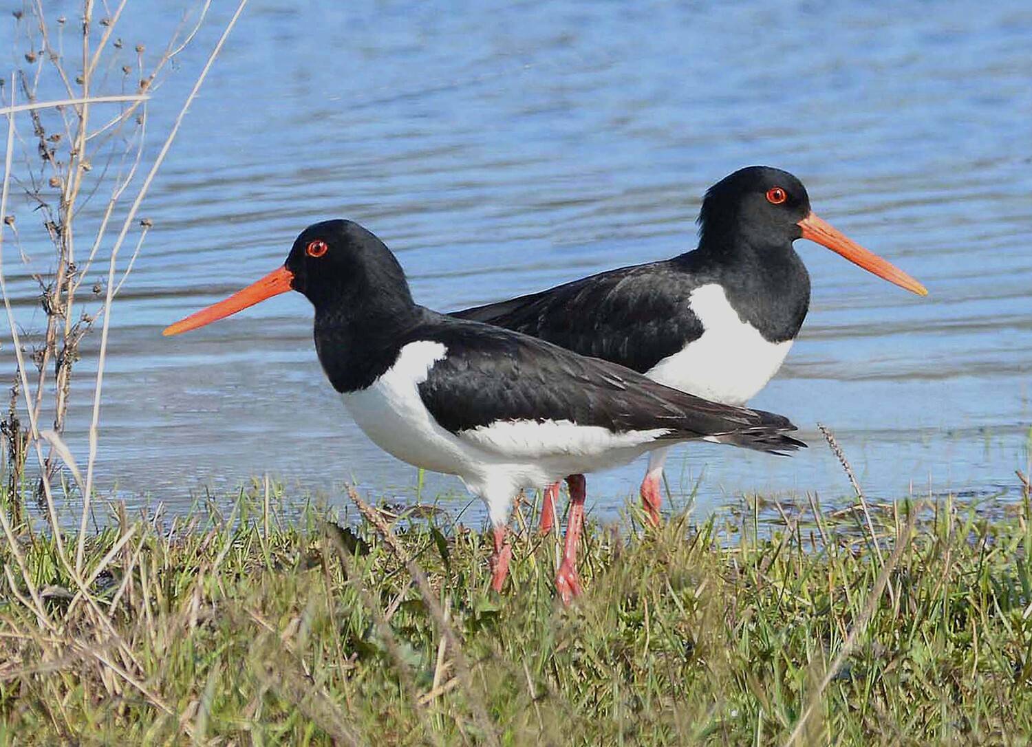 кулики - сороки., Михаил Белоусов