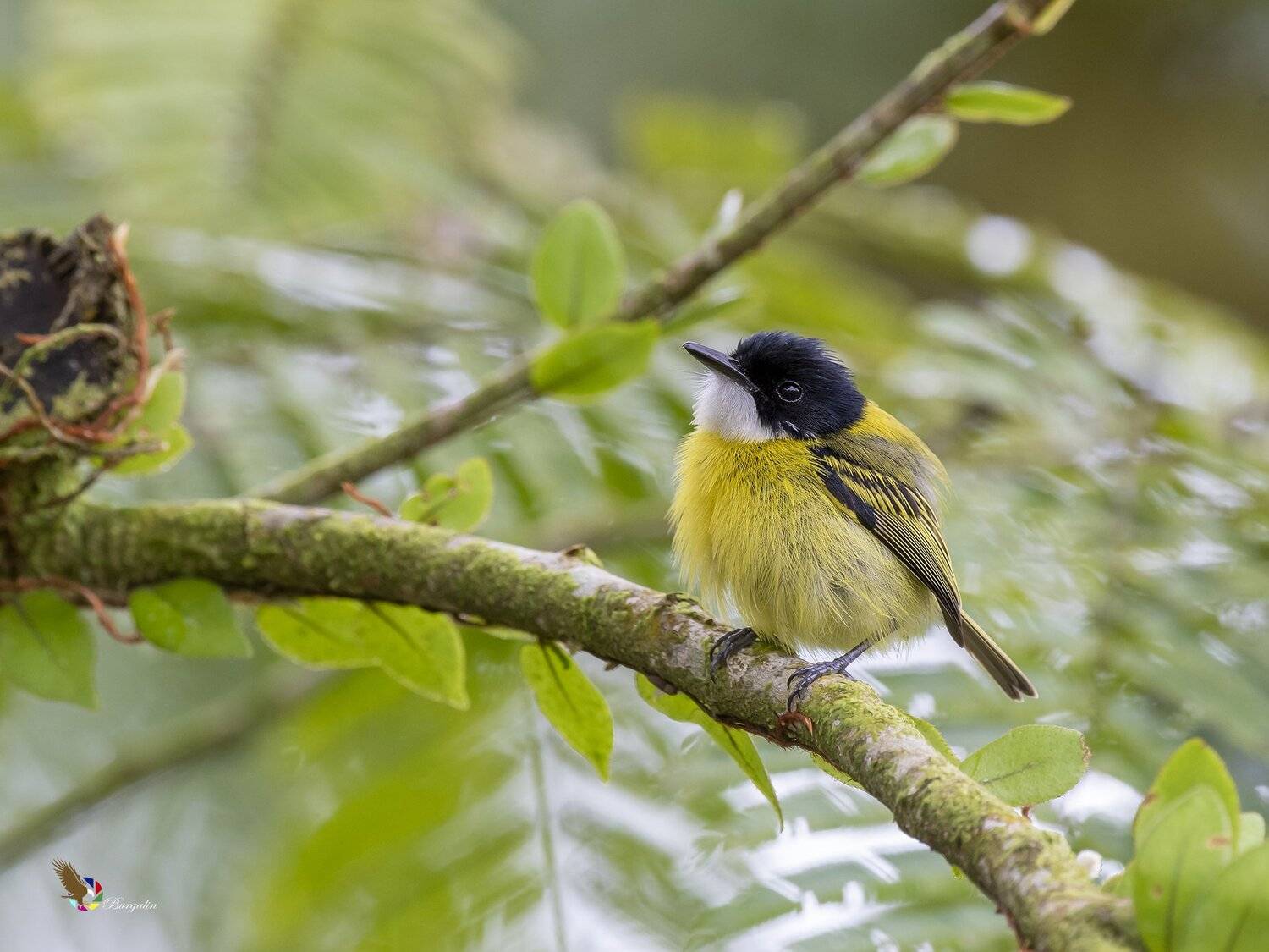 , Fernando Burgalin Sequeira