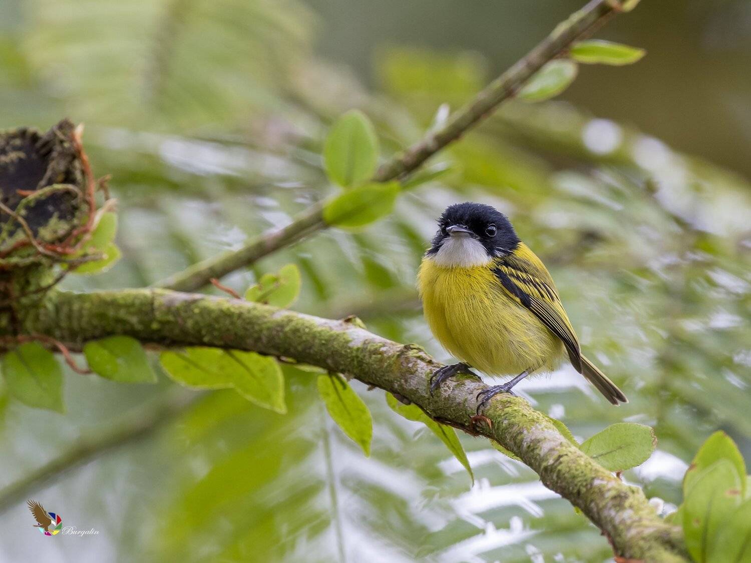 , Fernando Burgalin Sequeira